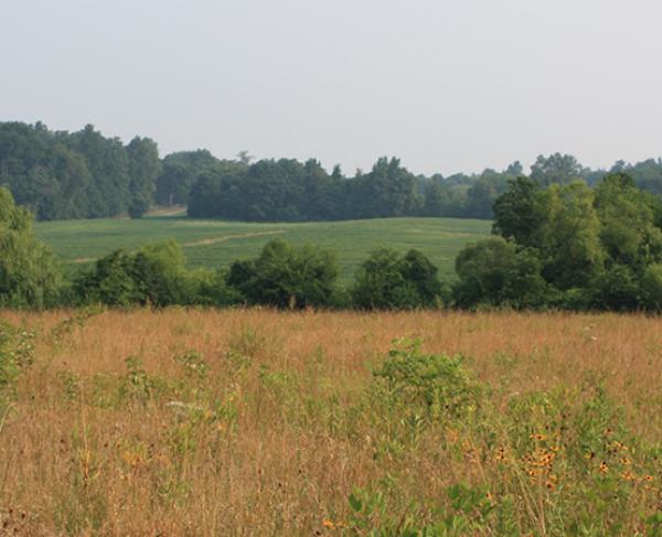 Fields of wheat at Brandy Station