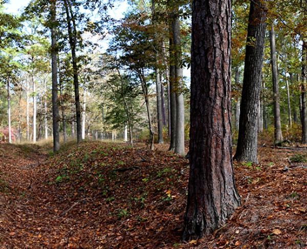 Photograph of the trees at Cold Harbor Battlefield