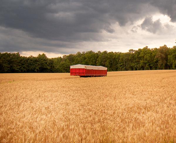 This is a landscape image of the golden wheat fields at the Gaines' Mill battlefield. 
