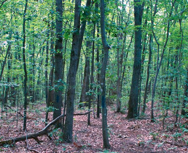 This is a photograph of the woods at Mine Run battlefield. 