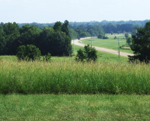 Photograph of the green grass and wheat fields at Raymond Battlefield