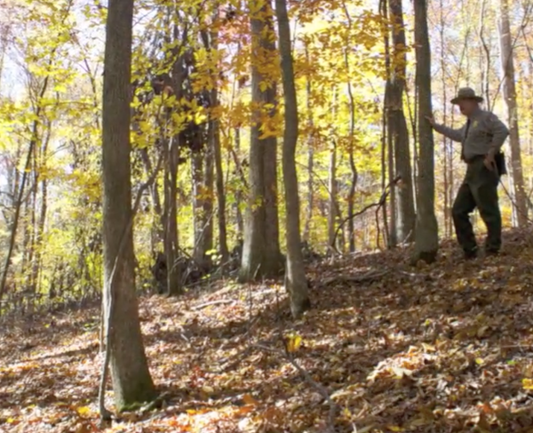 The woods at Shiloh