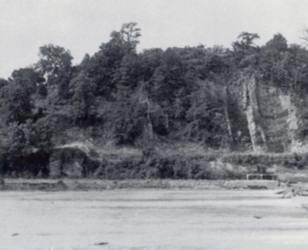 Photograph of the woods at Shepherdstown's battlefield