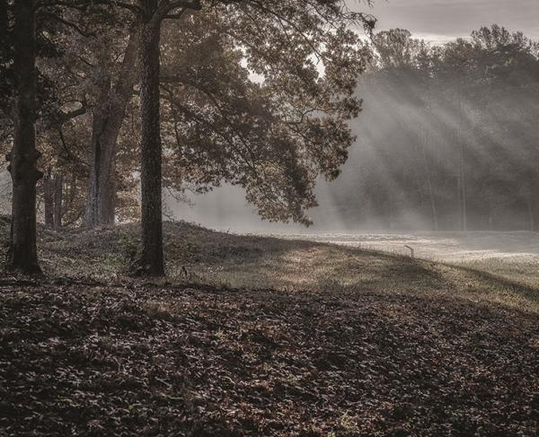 This image depicts rays of light shining through the trees at Spotsylvania. 