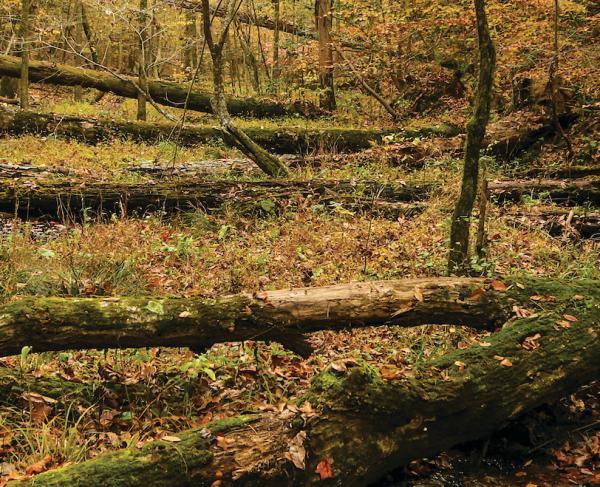 Williamsburg Battlefield. Photo by Brian M. Callan.