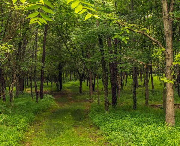 A path leads through a wooded area