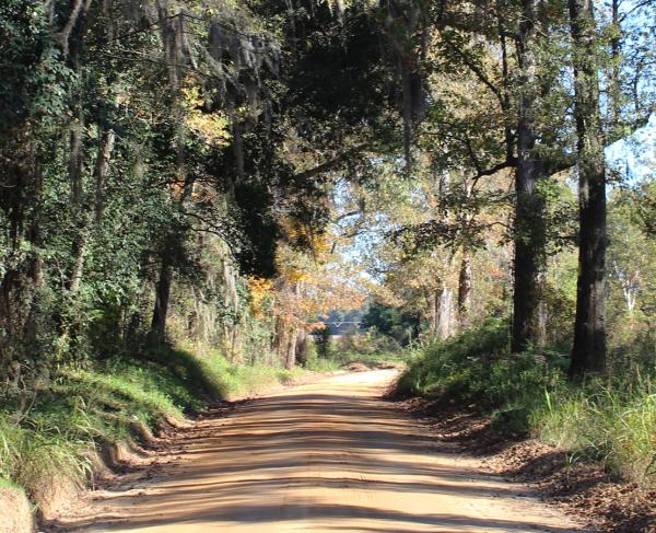 This is an image of a trail at Eutaw Springs in the sunlight. 