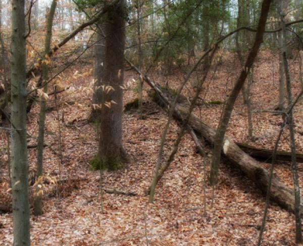 The Wooded Slopes of Gaines' Mill