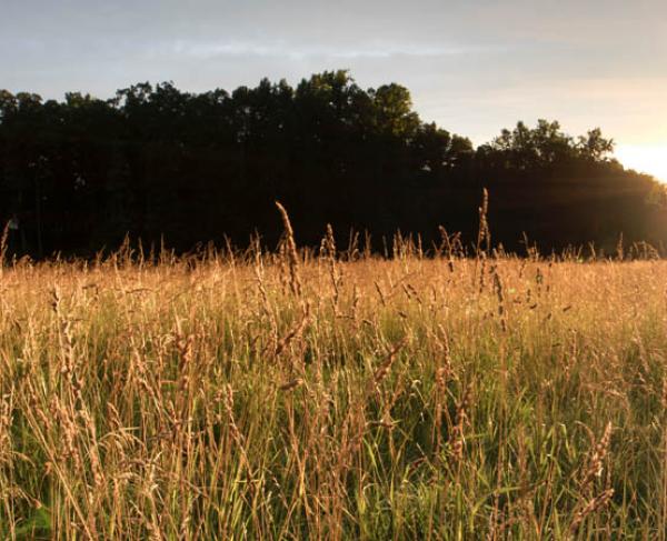 wilderness playground tours