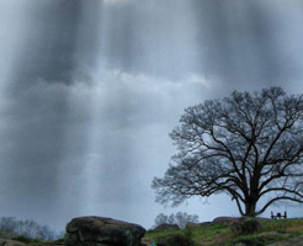 Witness Trees