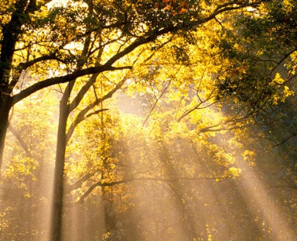 This is an image of beams of light shining through the Wilderness treetops. 