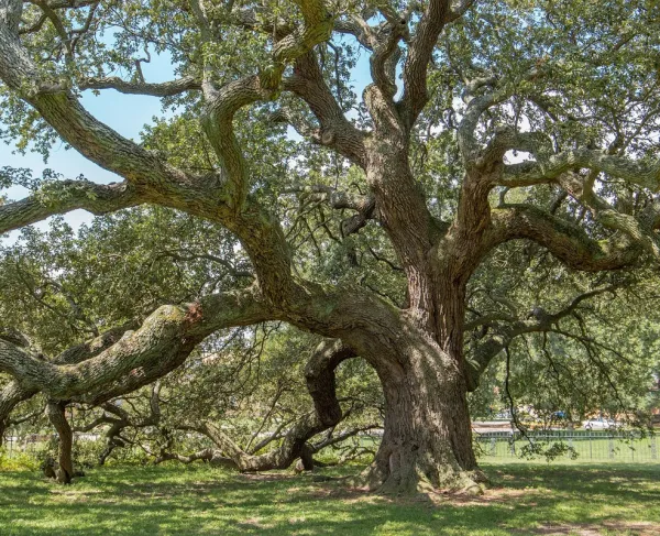Emancipation Oak