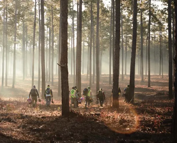 The AVAR crew walking through long leef pines on the Camden Battlefield.