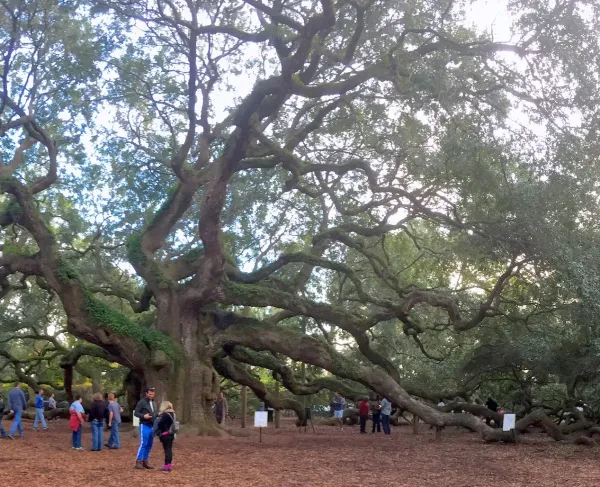 Angel Oak
