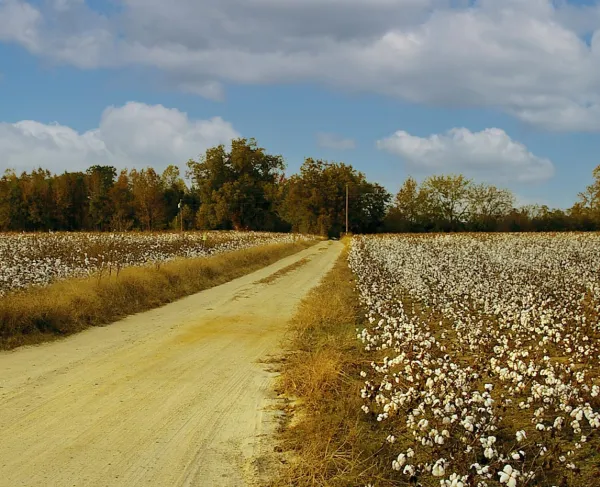 Bentonville Battlefield State Historic Site, Johnson County, S.C.