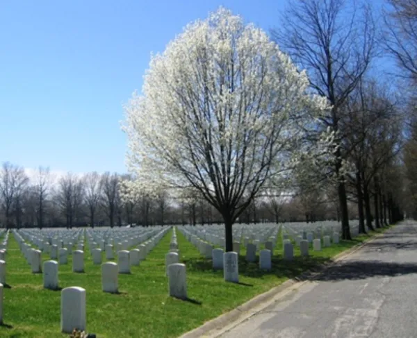 Rows of white headstones stretch across the green cemetery lawn, with a blooming white‑flowered tree in the foreground and a paved road.