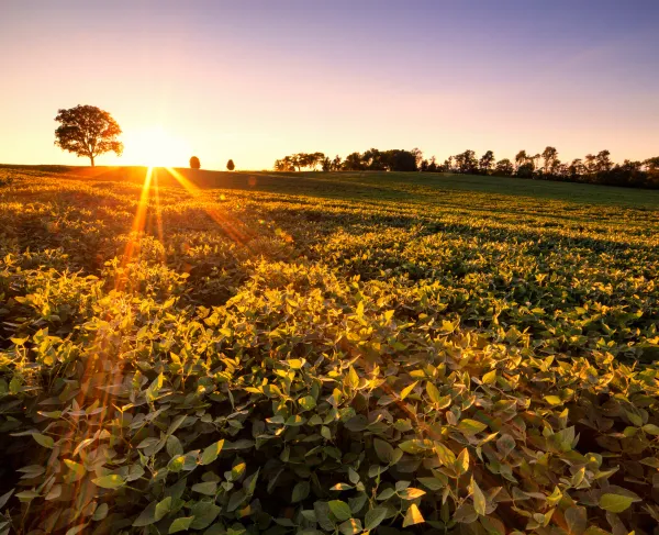 Brandy Station Battlefield