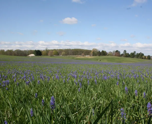 Purple flowers on Birmingham Hill at Brandywine Battlefield