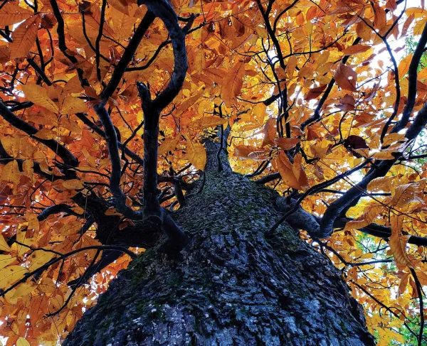 Witness Tree, Cedar Mountain Battlefield, Culpeper County, Va.