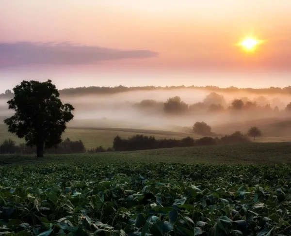A foggy sunrise at Jackson's Flank Attack at Chancellorsville Battlefield