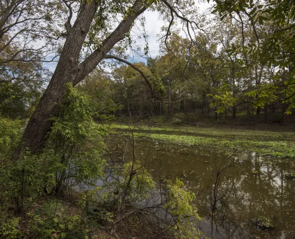 Chickasaw Bayou
