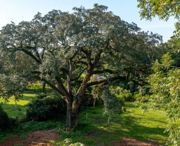 Eutaw Springs Witness Tree Post-Restoration