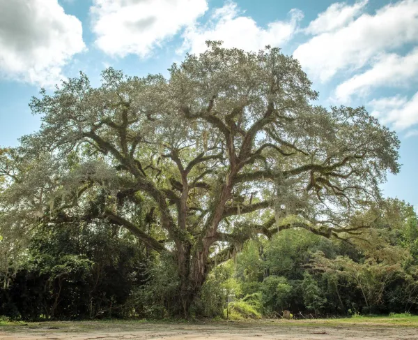 A witness tree