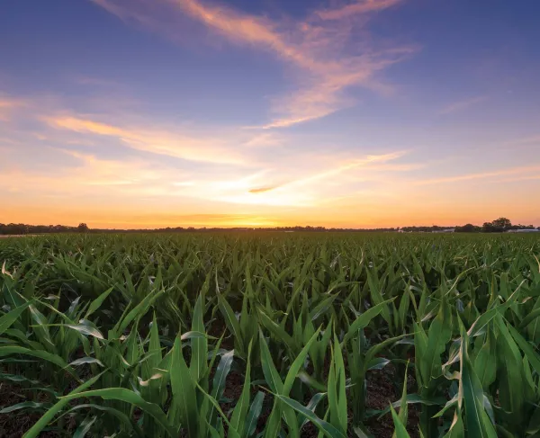 Slaughter Pen Farm, Fredericksburg Battlefield, Fredericksburg, Va.
