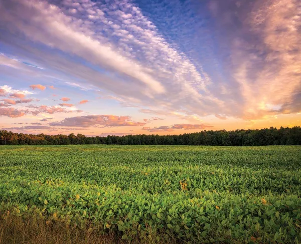 Gaines' Mill Battlefield, Hanover County, Va.