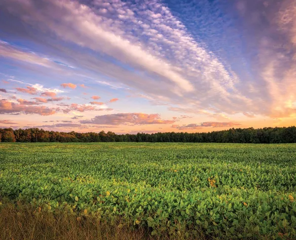 Gaines' Mill Battlefield, Hanover County, Va.