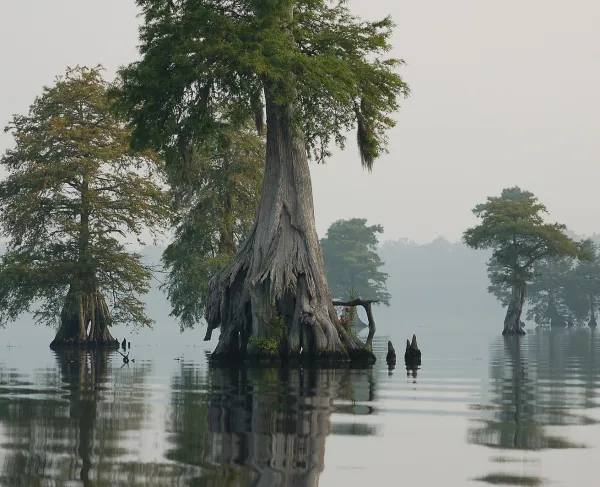 Swamp with trees in the mid-ground and background. 