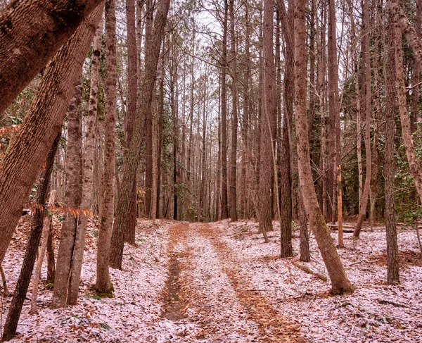 A glimpse at the targeted tract on the Williamsburg Battlefield in York County, Va.