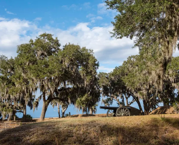 Trees in Savannah Georgia with a cannon under them
