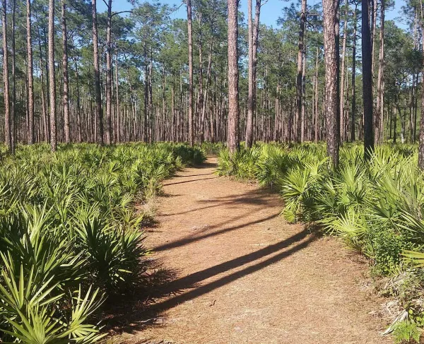 Olustee Battlefield, Baker County, Fla. 