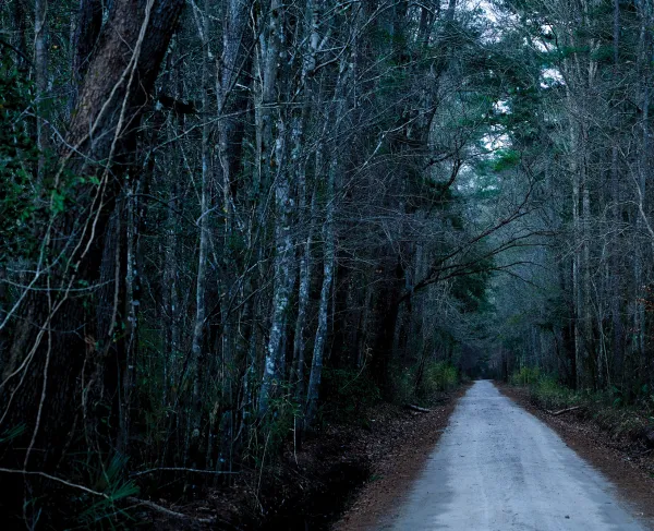 A straight dirt road runs through cold, dark woods.