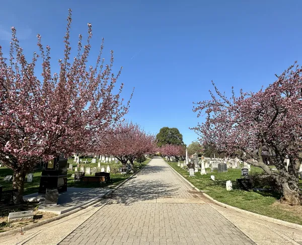 A paved path runs through the cemetery lined with blooming cherry trees, their pink blossoms arching over rows of headstones on a bright spring day.