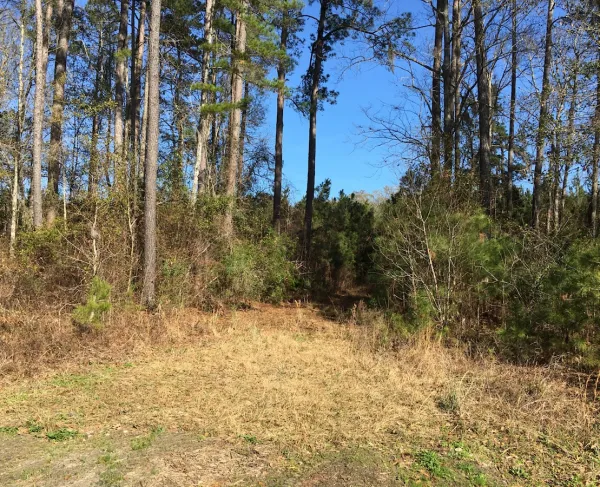 Port Royal Island near Gray's Hill, the highest point of land on the island, about 6 miles north of downtown Beaufort.