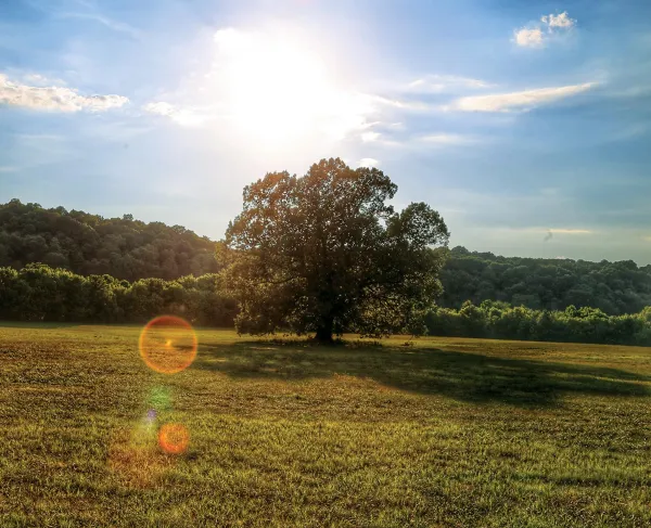 Light refracting through a tree at Resaca Battlefield Historic Site in Resaca, Ga.