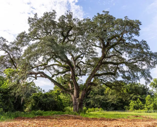 Eutaw Springs Witness Tree, Eutawville, S.C.