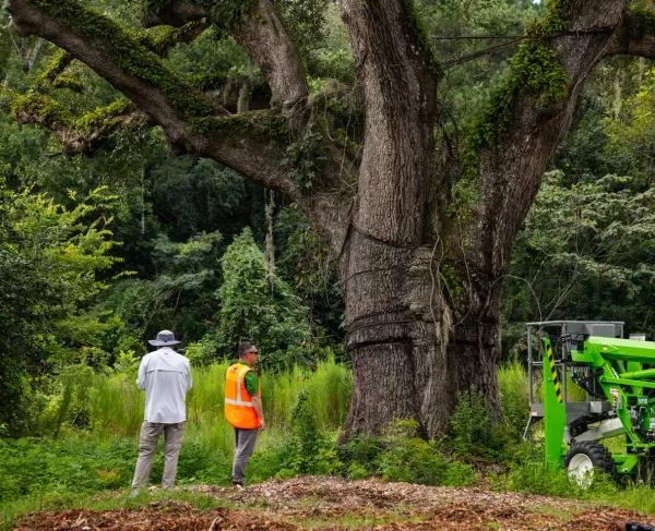 SavATree arborists assess the centuries-old tree before beginning preservation work.