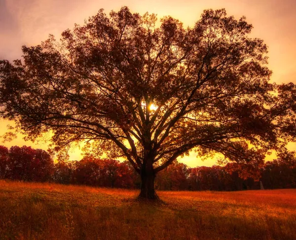 Tree at dusk at Shiloh National Military Park, Tenn.