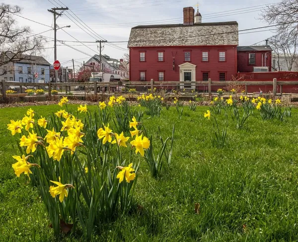 A grassy yard filled with blooming yellow daffodils stretches across the foreground. Behind the flowers stands a large historic red building with white trim, multiple windows, and a small columned portico at the main entrance.