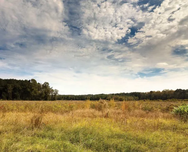 Wyse Fork Battlefield, Kinston, N.C.
