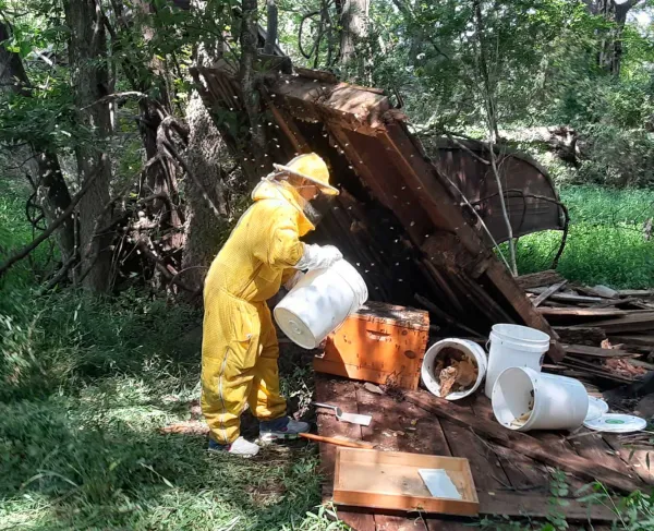 A beekeeper works to safely relocate a colony of thousands of bees discovered inside the wall of an outbuilding at the historic Wiltshire property on the Brandy Station battlefield.