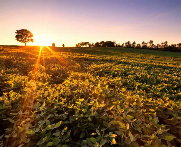 Sunset at Brandy Station Battlefield, Va.