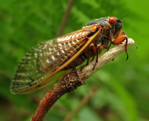 Brood X cicada