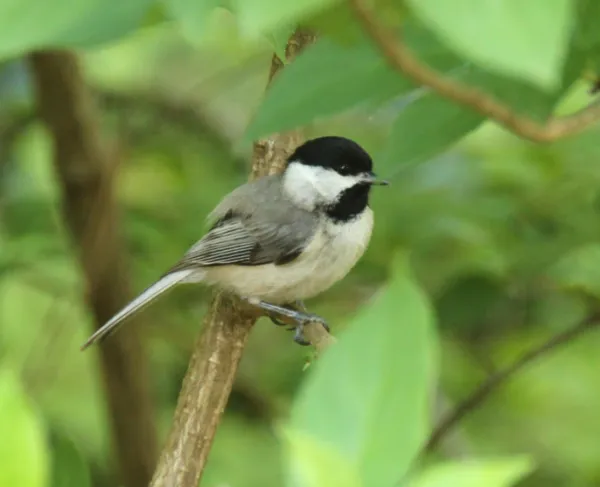 A small bird sitting on a tree limb