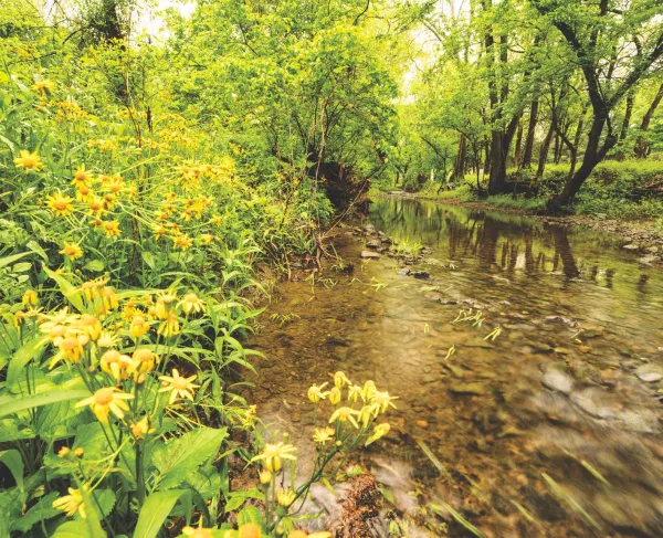 Photo of yellow flowers at Cedar Creek Battlefield in Virginia
