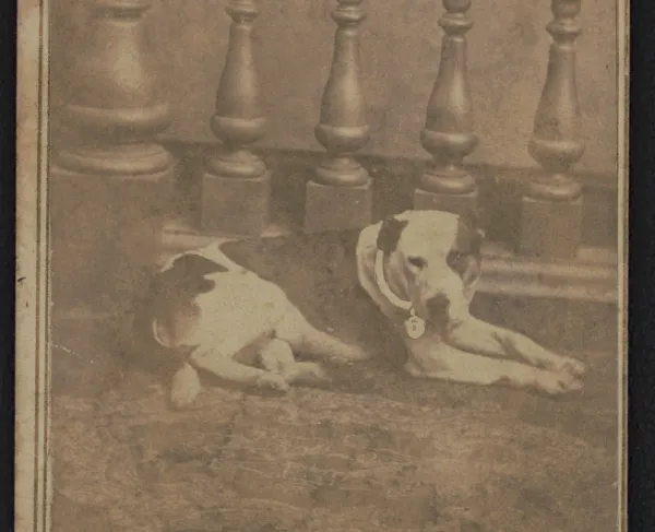 Carte de visite photograph of Jack, the mascot dog of the 102nd Pennsylvania Infantry Regiment, posed for a studio portrait.