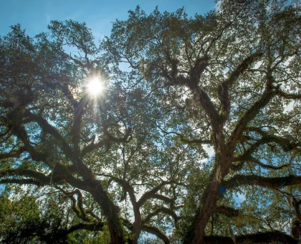 Eutaw Springs Witness Tree